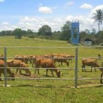 Sapi ditengah padang-3