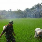 Babinsa Tenggarong Bantu Petani Basmi Hama Padi